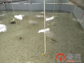 海緣養殖科技 以技術領域樹品牌，南苗北育模式促發展