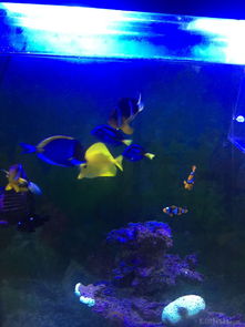 昌平北七家海水魚友出養定老魚，限同城打包自提，共探海水養殖技術交流