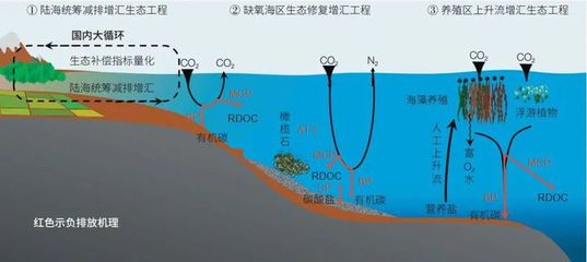 海洋負排放技術 焦念志院士領航，以海水養殖創新助力國家碳中和目標